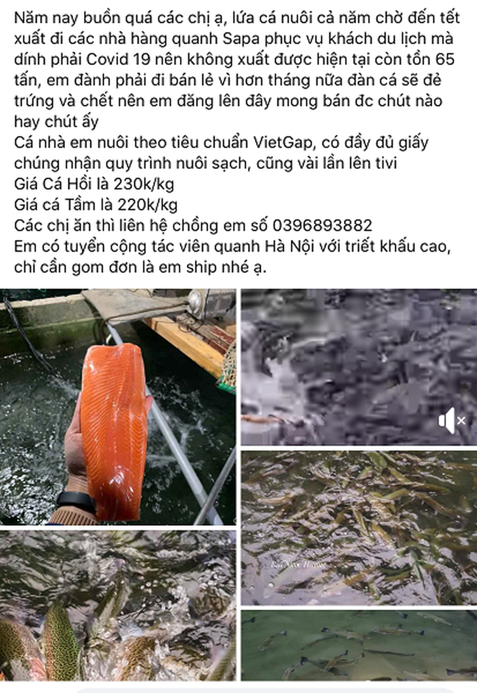 Cá hồi Sa Pa giảm giá sốc vẫn ế: Gian nan trong việc giải cứu tại Hà Nội - 2 Cá hồi Sa Pa giảm giá sốc vẫn ế: Gian nan trong việc giải cứu tại Hà Nội - 2