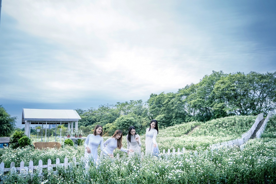 Lạc vào cánh đồng cúc họa mi 3.000m2 đẹp mê mẩn ở Hà Nội - 3 Lạc vào cánh đồng cúc họa mi 3.000m2 đẹp mê mẩn ở Hà Nội - 3