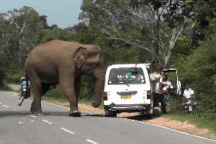 Khoảnh khắc đáng sợ khi voi chặn đường, tấn công chiếc xe chở đầy khách
