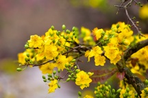 Mai vàng Bình Định bung nở rực rỡ, nhuộm vàng góc phố Hà Nội