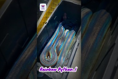 Kỳ lạ trăn sặc sỡ sắc màu như cầu vồng