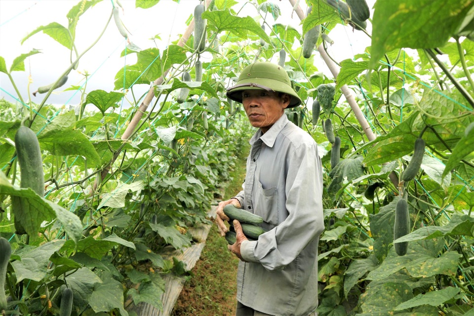 Nông dân khóc mếu vì giáp Tết rau củ bất ngờ tăng giá - 5 Nông dân khóc mếu vì giáp Tết rau củ bất ngờ tăng giá - 5