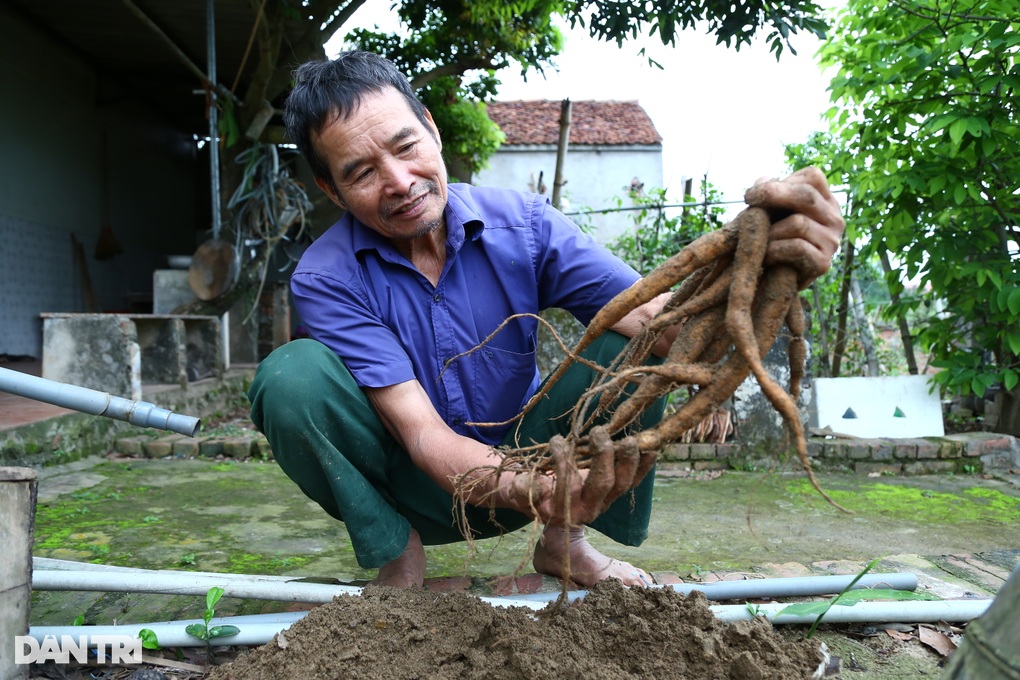 Nhặt thần dược trên núi về trồng, lão nông thu gần 1 tỷ mỗi năm - 6 Nhặt thần dược trên núi về trồng, lão nông thu gần 1 tỷ mỗi năm - 6