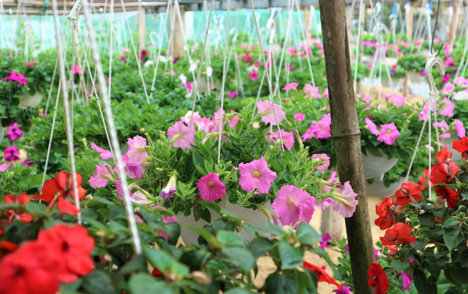 Giá hoa giảm, sức mua yếu, làng hoa Hội An thấp thỏm chờ Tết - 4 Giá hoa giảm, sức mua yếu, làng hoa Hội An thấp thỏm chờ Tết - 4