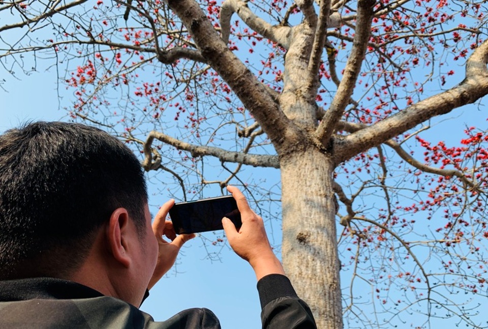 Ngắm cây hoa gạo cổ thụ trước sân đền hàng trăm năm tuổi - 10