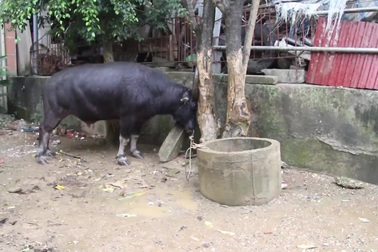 Tuyệt kỹ luyện trâu chọi: Uống bia, ăn lúa mỳ... để lên phong độ