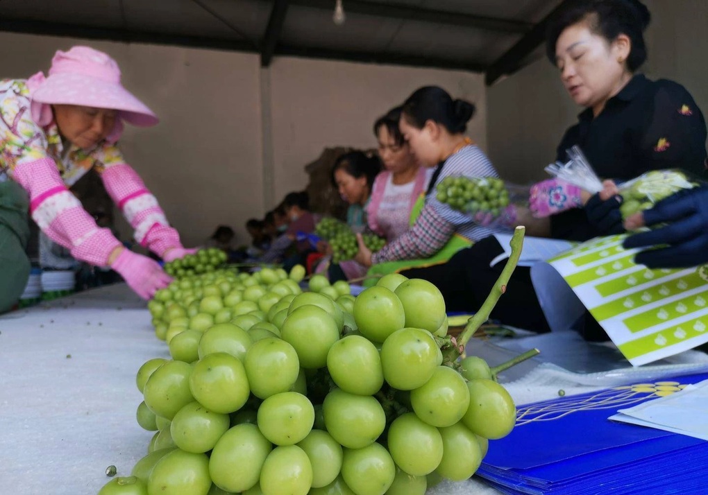 Nho sữa Trung Quốc rớt giá còn hơn 10.000 đồng/kg - 2 Nho sữa Trung Quốc rớt giá còn hơn 10.000 đồng/kg - 2