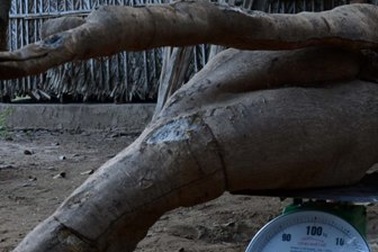 “Nhặt được” củ sắn nặng gần 60kg khi đào giếng