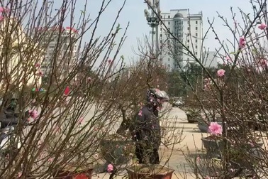 Ngắm những cây “đào khủng” giá hàng chục triệu đồng