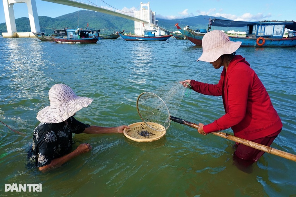 Ngâm mình dưới sông Hàn, khuấy cát bắt đặc sản tiến vua - 8 Ngâm mình dưới sông Hàn, khuấy cát bắt đặc sản tiến vua - 8