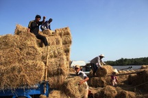 Hạn hán, xâm nhập mặn khiến rơm đắt như… tôm tươi