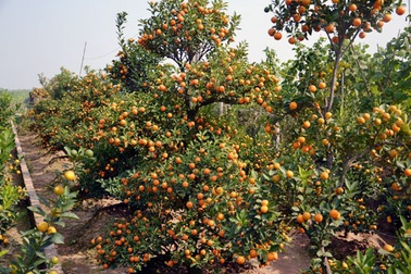 Quất thế đẹp, giá khủng ế khách chơi