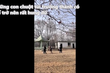 Nhân viên vườn thú vất vả can ngăn cuộc chiến giữa 2 con chuột túi cỡ lớn