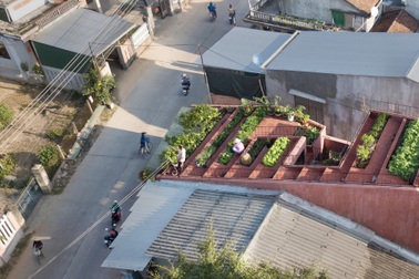 Căn nhà đậm nét làng quê với ruộng bậc thang trên mái ở Quảng Ngãi