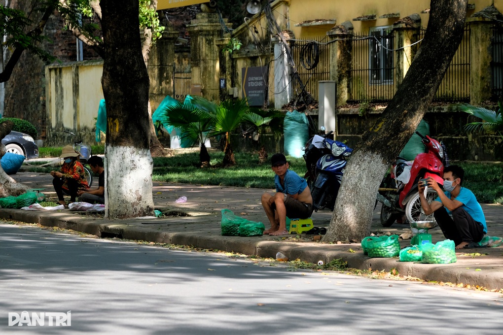 Những người hái sấu ở Hà Nội: Sáng lưng chừng trời, trưa... chạy công an - 2 Những người hái sấu ở Hà Nội: Sáng lưng chừng trời, trưa... chạy công an - 2