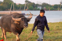 Kỳ công nghề nuôi trâu chọi