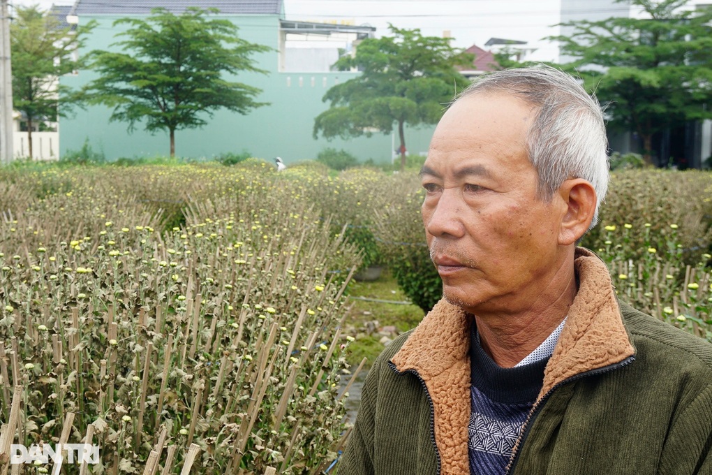 Hơn 300 chậu hoa cúc Tết chết sau một đêm, nông dân trắng tay - 2 Hơn 300 chậu hoa cúc Tết chết sau một đêm, nông dân trắng tay - 2