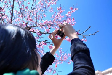 Bất ngờ hoa anh đào trên đất Sa Pa