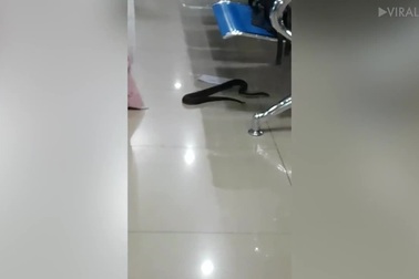 Hành khách náo loạn khi phát hiện thấy rắn xuất hiện trong phòng chờ sân bay