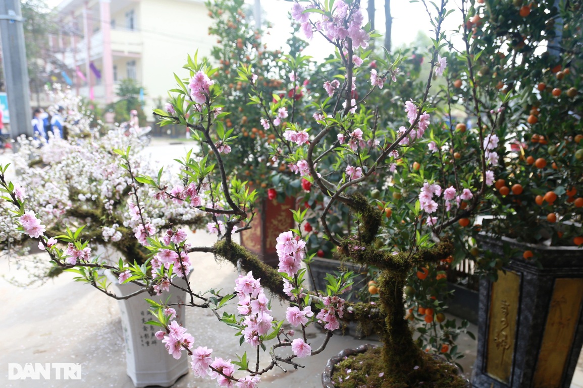Lạ mắt cây hoa trà, nhất chi mai giá hàng chục triệu khoe sắc dịp Tết - 5 Lạ mắt cây hoa trà, nhất chi mai giá hàng chục triệu khoe sắc dịp Tết - 5