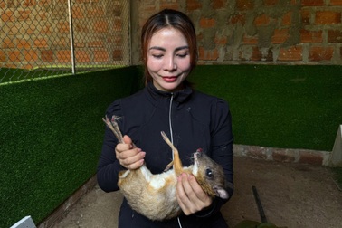 Người phụ nữ thử sức với mô hình nuôi loại động vật quý hiếm