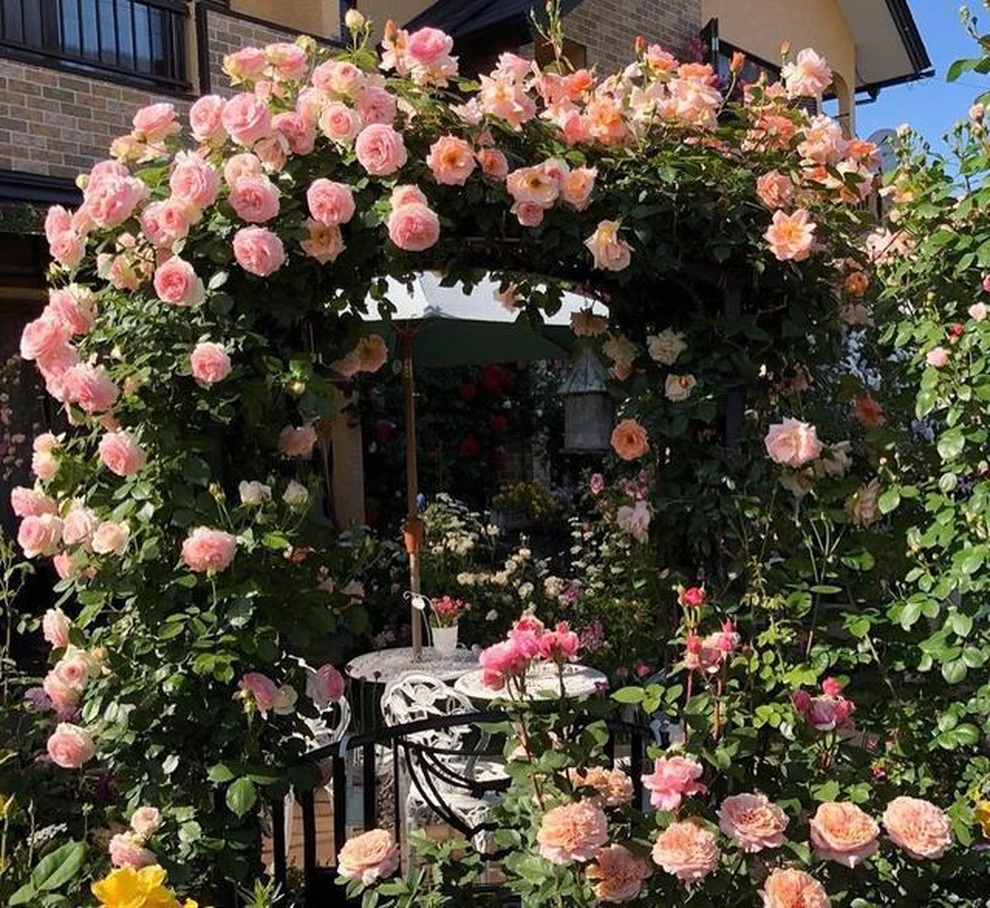 Vườn hồng khủng hơn 150 gốc của người đàn ông đam mê trồng hoa - 5