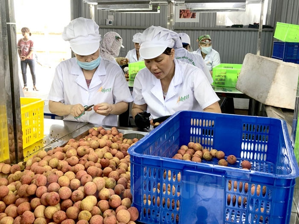 Hải Dương xuất khẩu lô vải thiều tươi đầu tiên sang Nhật Bản - 1 Hải Dương xuất khẩu lô vải thiều tươi đầu tiên sang Nhật Bản - 1