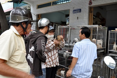 Chuộc thú cưng giá trên trời ở chợ chó mèo lớn nhất Sài Gòn