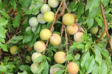 Úc hỗ trợ nâng cao thu nhập cho nông dân nghèo vùng Tây Bắc