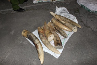 Hối lộ CSGT nửa tỷ đồng để bỏ qua hơn nửa tấn ngà voi