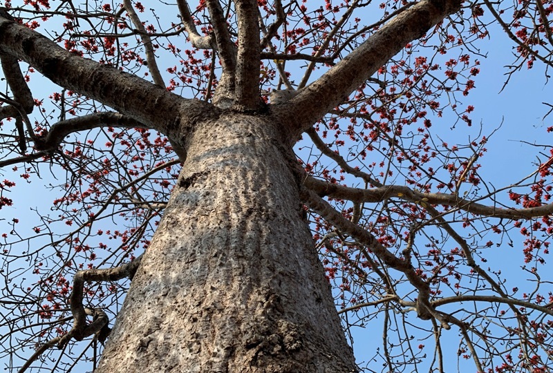Ngắm cây hoa gạo cổ thụ trước sân đền hàng trăm năm tuổi - 7 Ngắm cây hoa gạo cổ thụ trước sân đền hàng trăm năm tuổi - 7