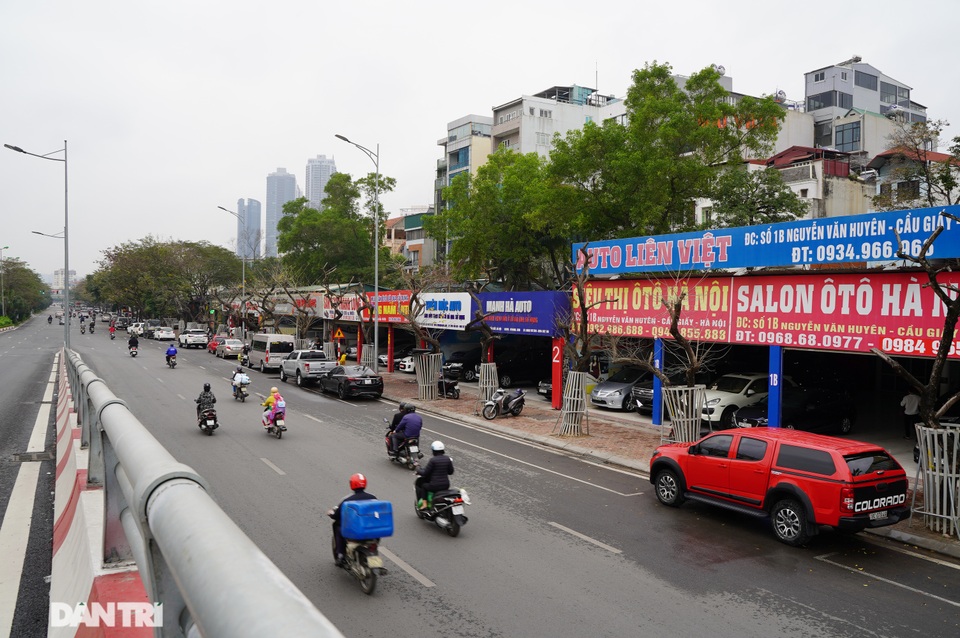 7 cây sưa đỏ quý hiếm trên đường Nguyễn Văn Huyên ở Hà Nội đã chết - 1 7 cây sưa đỏ quý hiếm trên đường Nguyễn Văn Huyên ở Hà Nội đã chết - 1