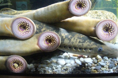 Điểm danh những “Ma cà rồng” thực thụ trong thế giới động vật