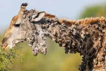 Hươu cao cổ mắc bệnh lạ, cơ thể trông như khúc gỗ