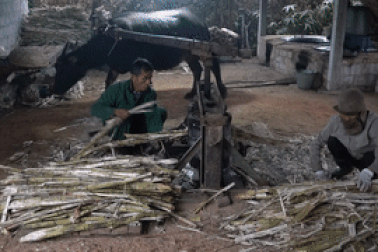 Hình ảnh trâu đi vòng quanh ép mía gợi ký ức một thời mỗi dịp Tết đến