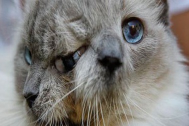 Mèo 2 mặt Frank-Louie “ra đi” ở tuổi 15