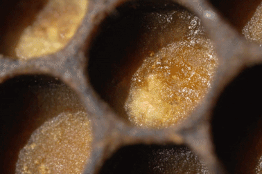 Từ những bông hoa, ong không chỉ tạo ra mật mà còn có cả… bánh mì