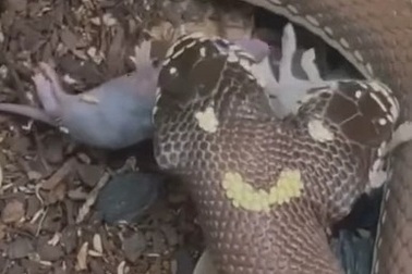 Video rắn hai đầu nuốt chửng 2 con chuột gây sốc