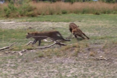 Mãn nhãn màn đua tốc độ đỉnh cao giữa báo gê-pa và báo hoa mai