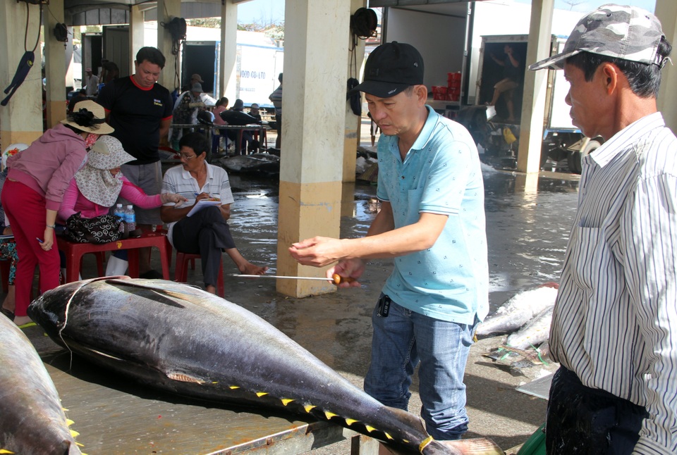 Phú Yên: Ngư dân gặp khó vì thiên tai hoành hành, giá cả hạ thấp - 3 Phú Yên: Ngư dân gặp khó vì thiên tai hoành hành, giá cả hạ thấp - 3
