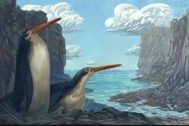 Phát hiện chim cánh cụt khổng lồ thời cổ đại, cao bằng con người