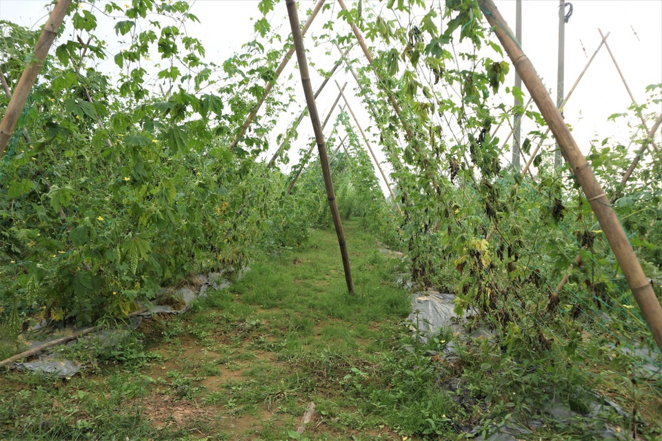 Người trồng rau đứng ngồi không yên vì mưa rét kéo dài - 3 Người trồng rau đứng ngồi không yên vì mưa rét kéo dài - 3