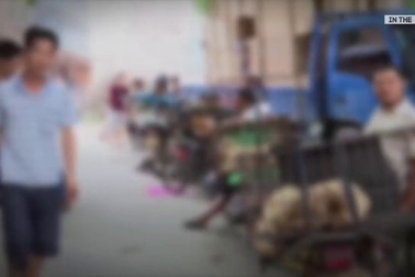 Bên trong khu chợ bày bán phục vụ lễ hội thịt chó ở Trung Quốc