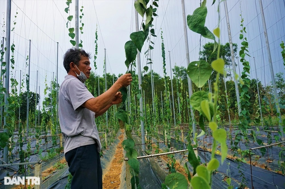 Thu tiền tỷ nhờ trồng loài cây dại, càng nắng nóng càng hái ra tiền - 5