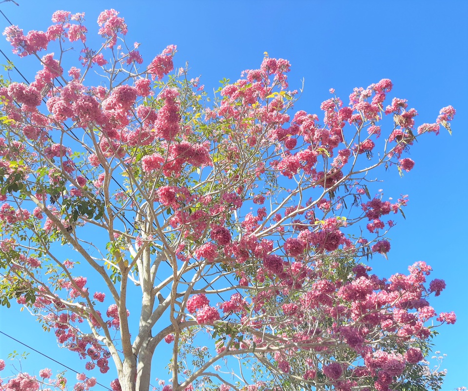 Mê mẩn đường hoa kèn hồng độc nhất vô nhị ở Sóc Trăng - 6 Mê mẩn đường hoa kèn hồng độc nhất vô nhị ở Sóc Trăng - 6