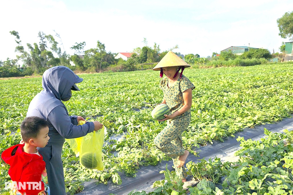 Ép dưa hấu ngoại thích nghi trên đất cát, nông dân thu hàng trăm triệu đồng - 3 Ép dưa hấu ngoại thích nghi trên đất cát, nông dân thu hàng trăm triệu đồng - 3