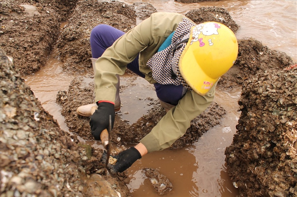 Độc đáo nghề gõ hà biển ở Đồ Sơn - 7