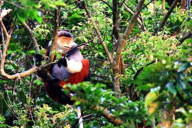 Trả lại môi trường 1 cá thể voọc chà vá chân nâu