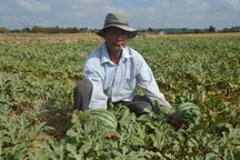 “Né” hạn mặn trong mùa khô, dân trồng cây phù hợp cho thu nhập cao