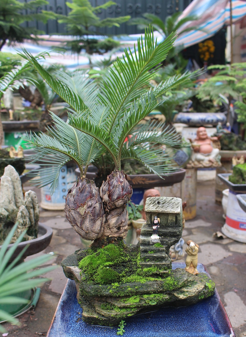 Chán mai, ngán đào, nhiều thượng đế săn lùng mua vạn tuế bonsai chơi Tết - 3 Chán mai, ngán đào, nhiều thượng đế săn lùng mua vạn tuế bonsai chơi Tết - 3